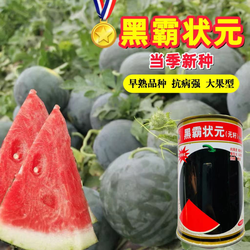 金奖黑霸状元西瓜种籽黑皮无籽西瓜种子中熟红瓤超甜纯黑皮大果型