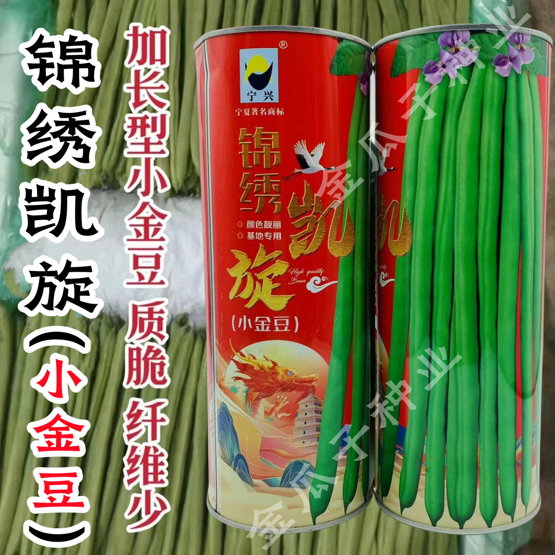 锦绣凯旋超长小金豆种子四季豆种籽云南豆角特长厚肉小金豆种籽孑