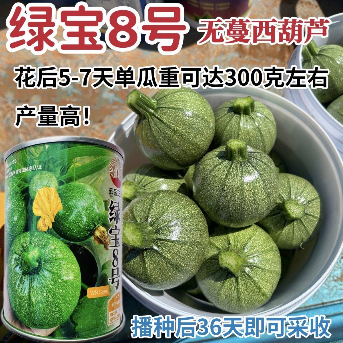 绿宝8号西葫芦种子圆宝小瓜种子早熟高产油亮圆球形西葫芦种籽