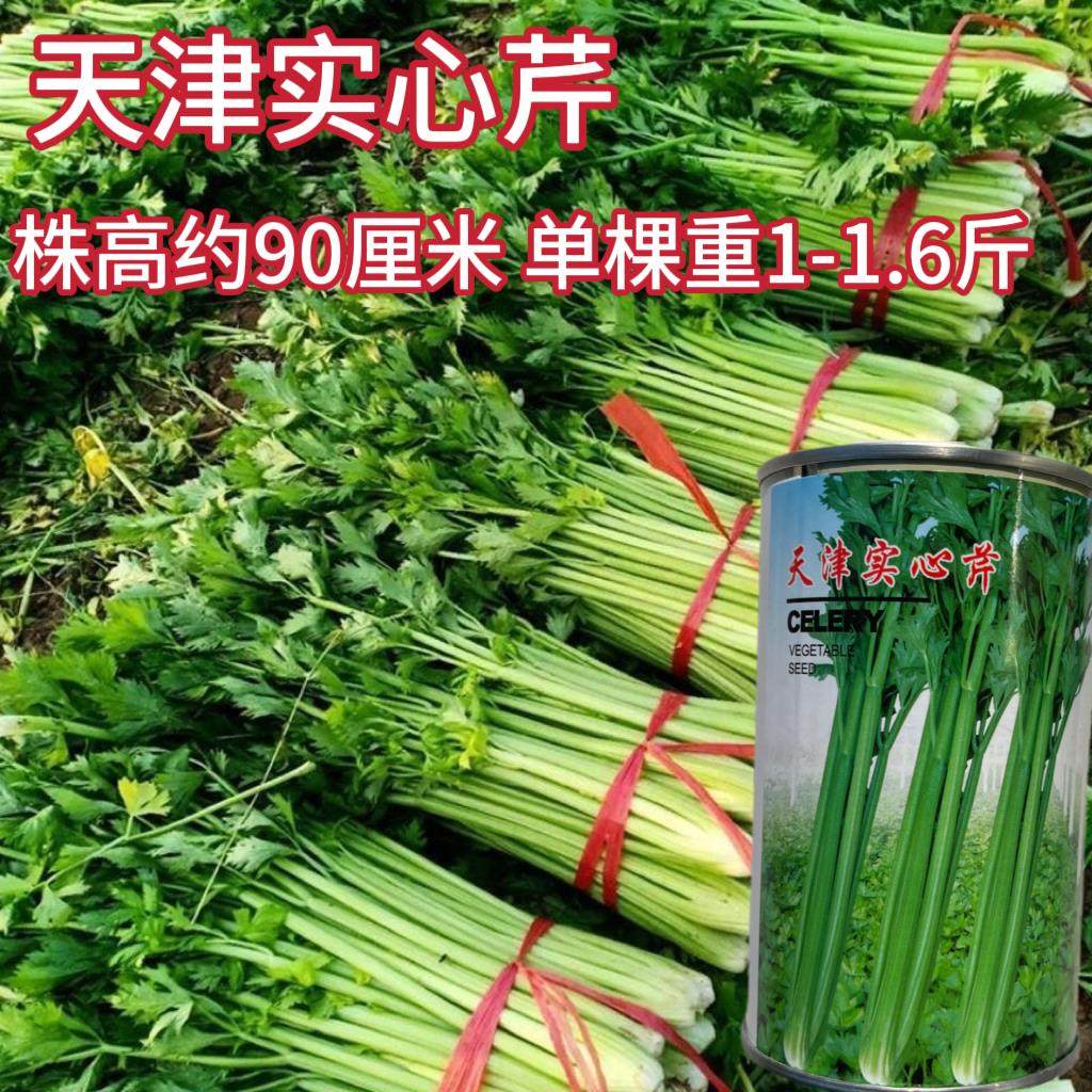 天津实心芹种子嫩黄无纤维实心西芹菜种子春秋阳台大田盆栽种味浓,鲜花速递/花卉仿真/绿植园艺,家庭园艺种子,淘宝优惠券,粉丝福利购,淘宝优惠卷