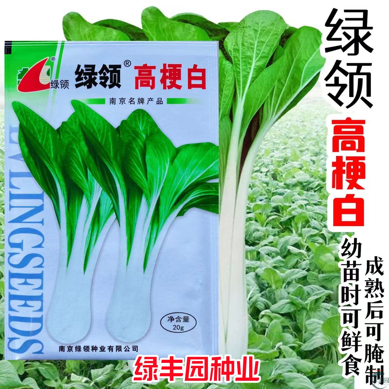 高梗白小白菜腌制酸菜口感好白菜