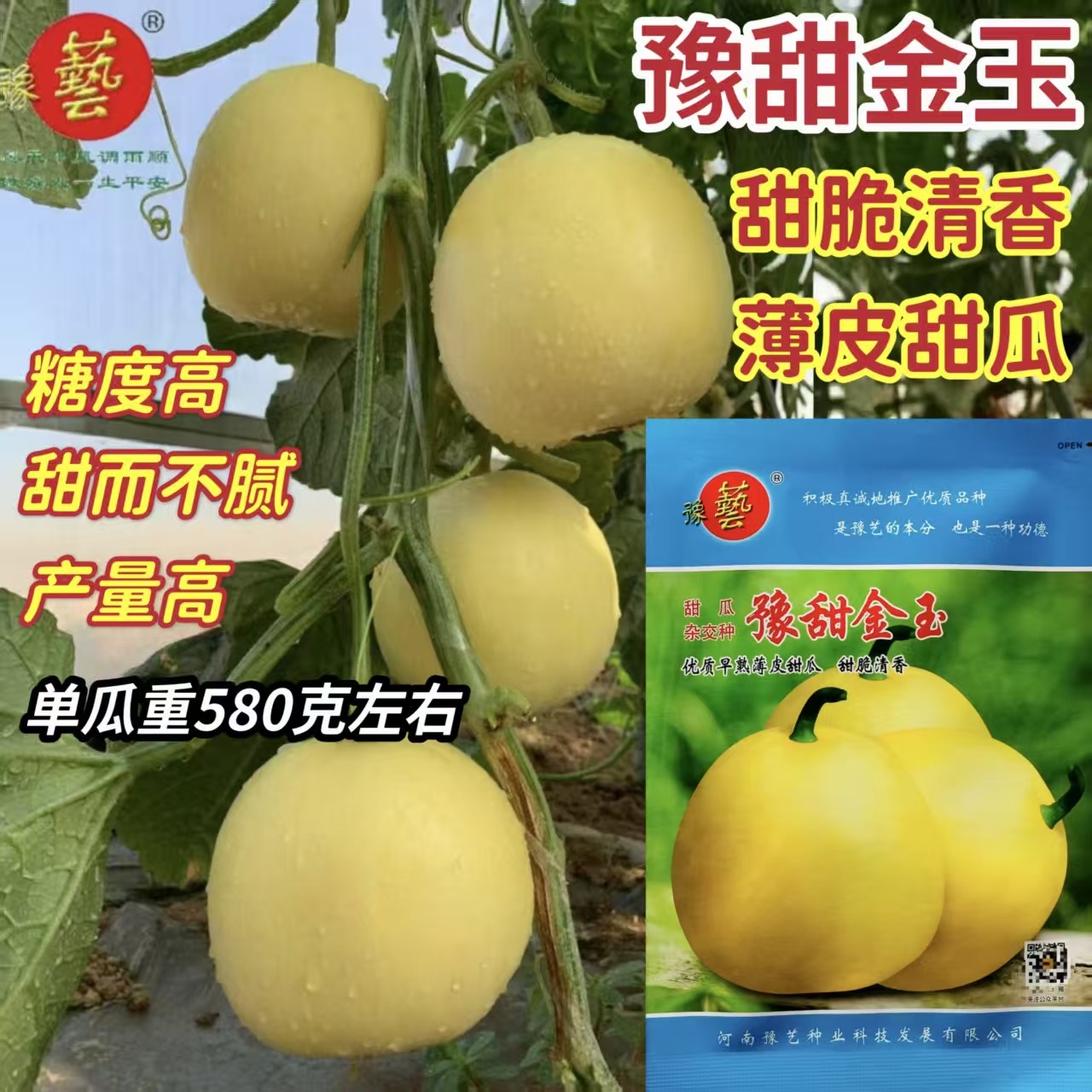 豫甜金玉 黄皮甜瓜种子 薄皮高糖早熟高产抗病商品性佳 春季播种