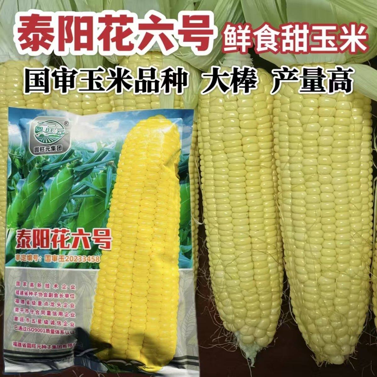 泰阳花6号玉米种子太阳花6号泰国超甜水果玉米种子早熟高产大棒
