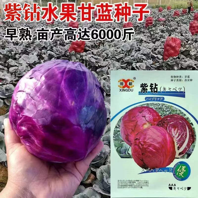 紫钻紫甘蓝种子包菜卷心菜种籽高产早熟春夏秋冬季四季青蔬菜种籽