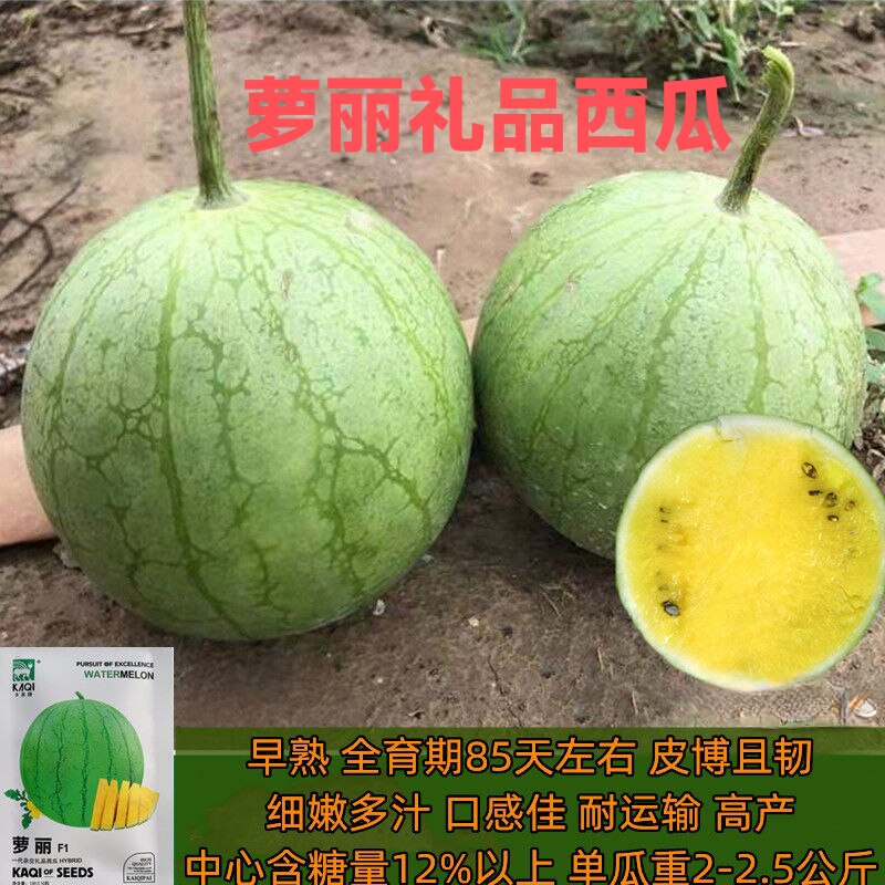 西瓜种子卡其萝丽黄瓤高糖早熟西瓜种子易管理小型礼品西瓜种子