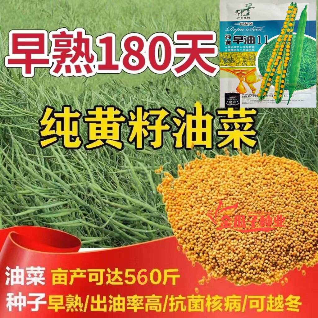 纯黄早油11油菜种子纯黄籽特早熟高产黄油菜籽杂交白菜型抗病抗倒