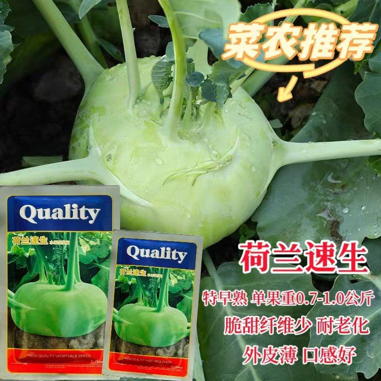 荷兰速生水果苤蓝种子早熟脆甜耐寒水果苤兰种子春秋季播蔬菜种子