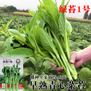 绿苔1号菜苔青菜苔种籽上海青苔种子四季早熟清香菜苔青菜苔孑种