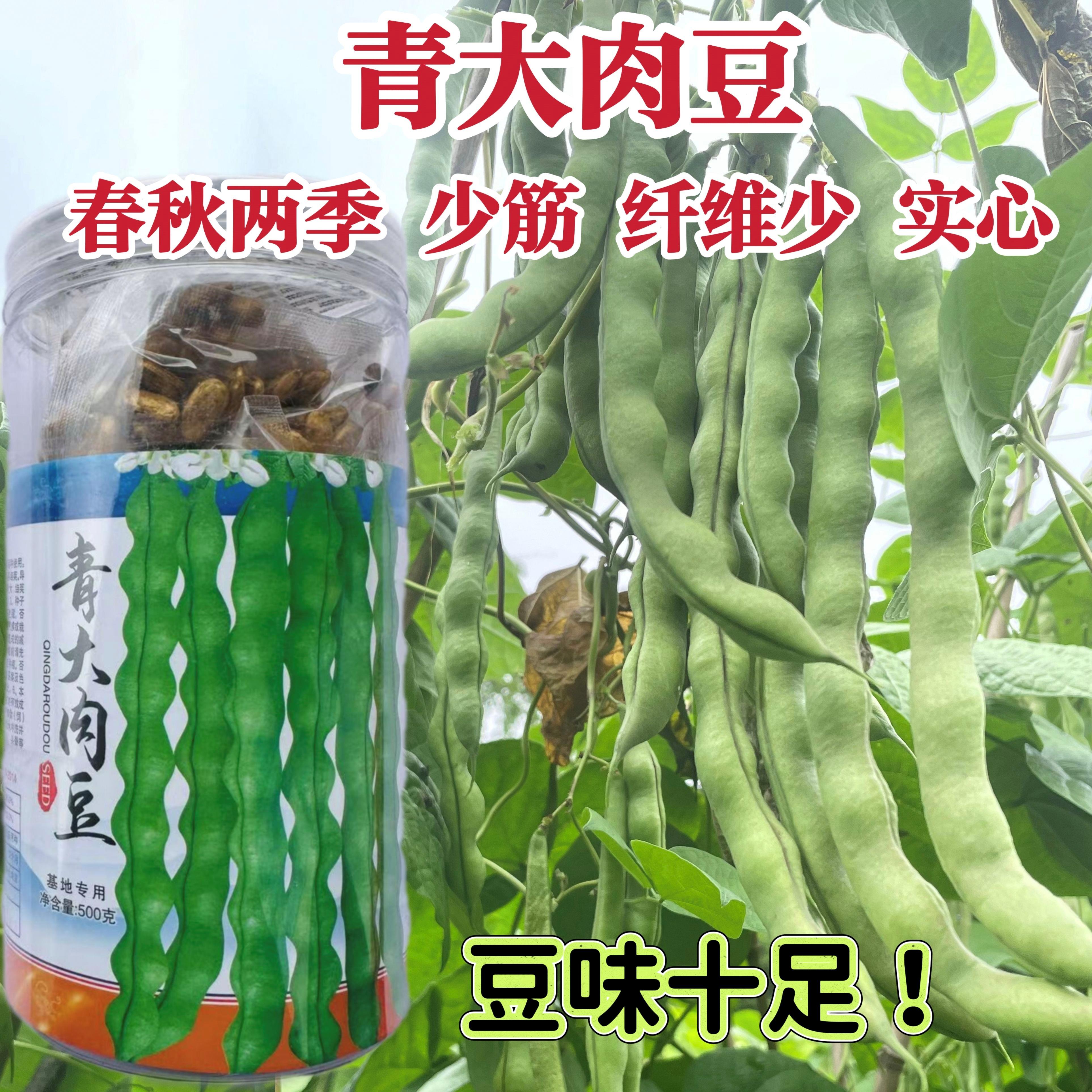 基地专用青大肉豆种子高