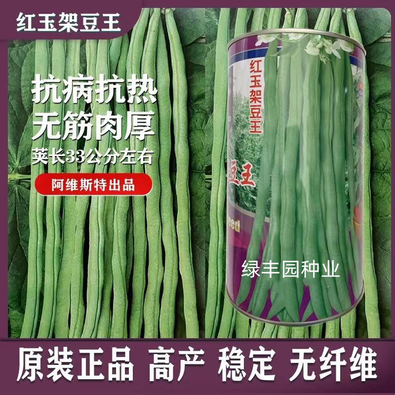 红玉架豆王早熟地豆种矮生不搭架