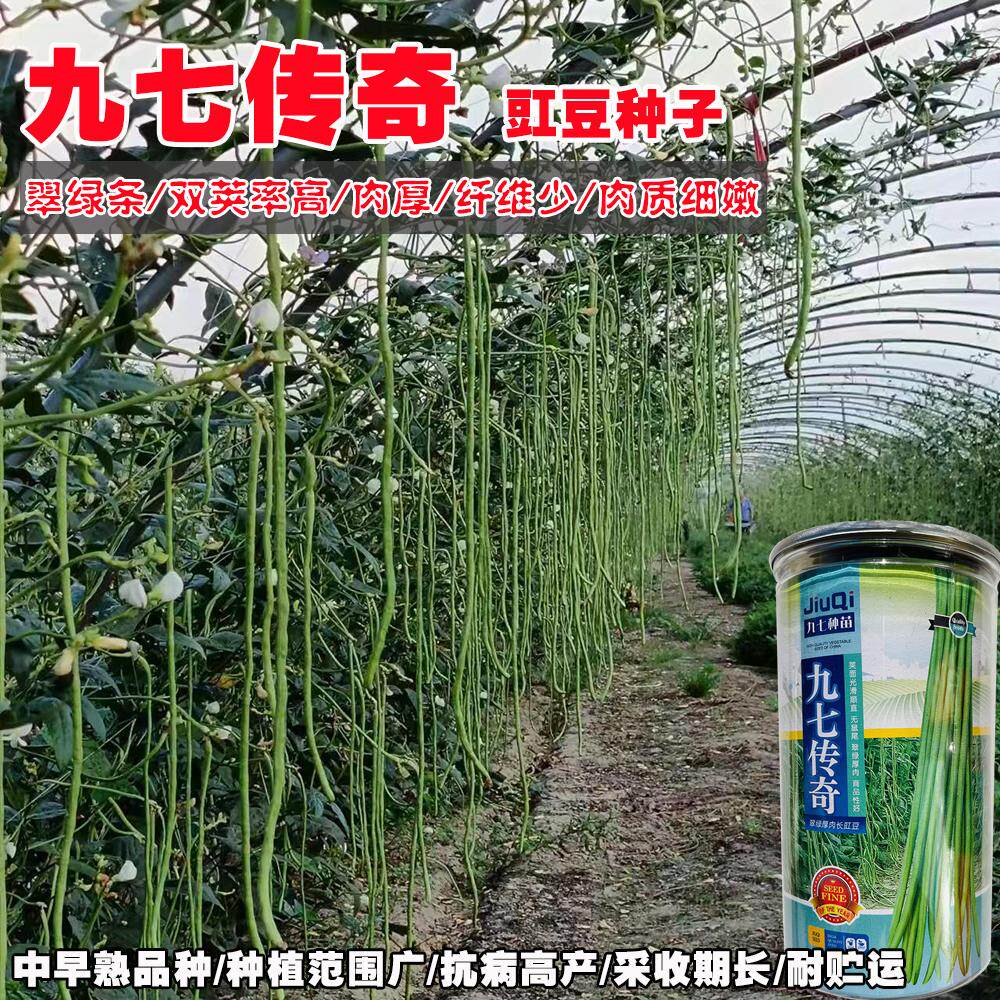 豇豆种子高产嫩荚翠绿肉厚长荚