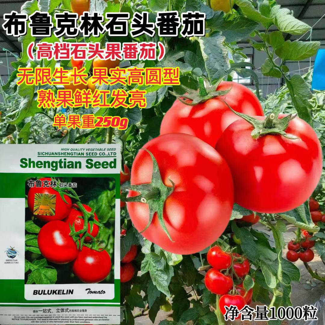 布鲁克林番茄种子坐果节位耐裂果大红石头果布鲁克林石头番茄种子