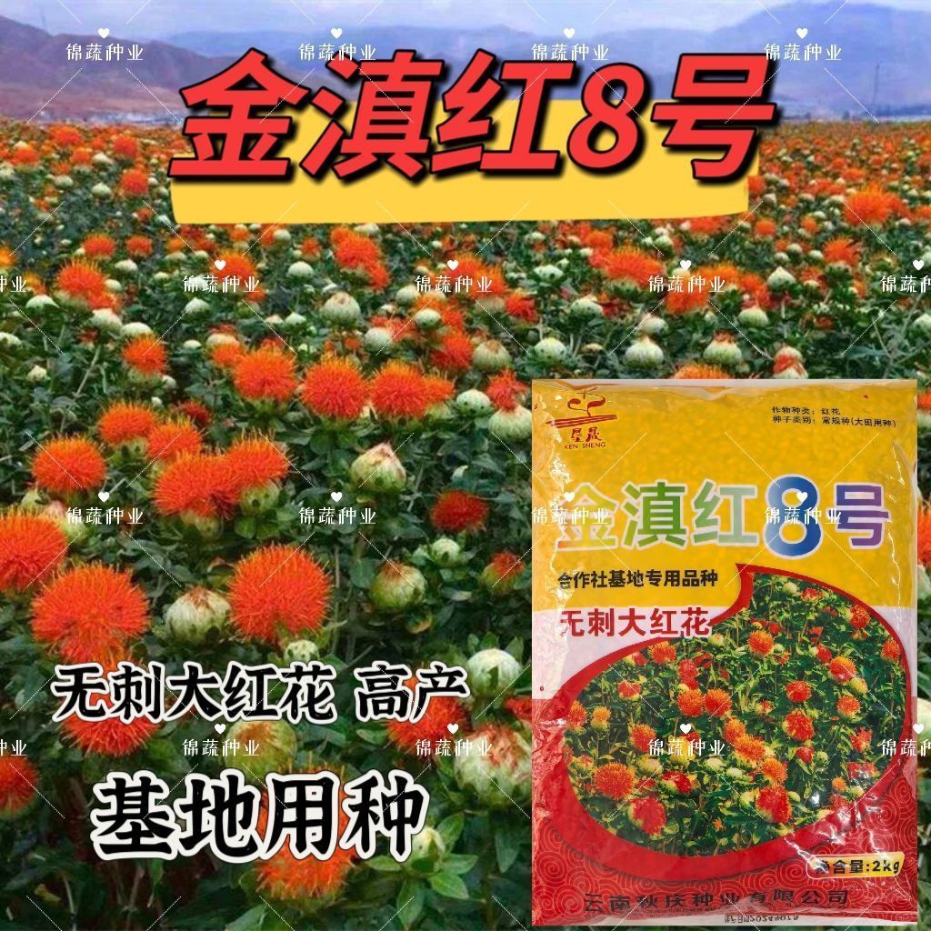 金滇红8号红花种子 花朵大无刺花丝长耐寒耐瘠高产草红花种籽种孑