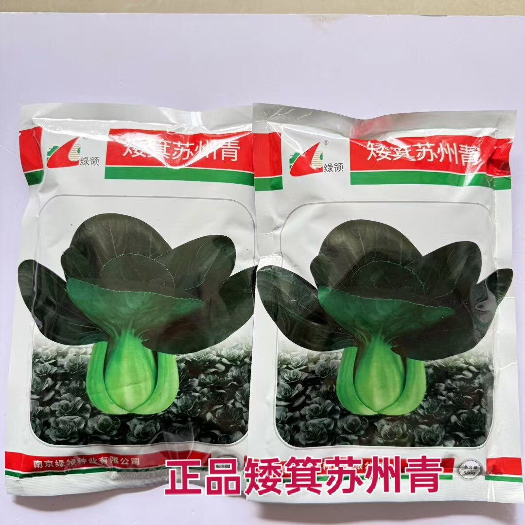 绿领矮萁苏州青原装青梗菜种子 大头束腰 软糯香甜中正品保障