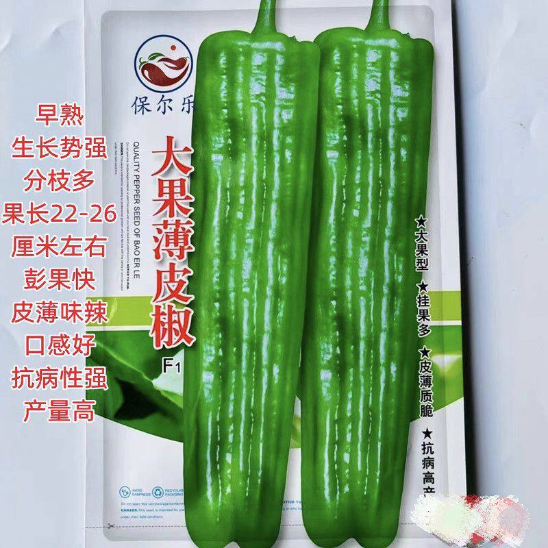 大果薄皮椒种子大果高产春秋播种微辣薄皮抗病大椒蔬菜种子包邮