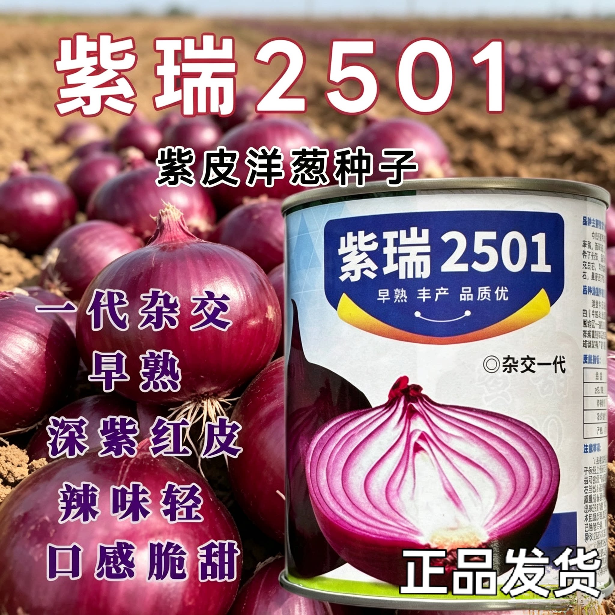 紫瑞2501洋葱种子紫皮扁圆形高产抗病耐储甜脆农用大田蔬菜种籽