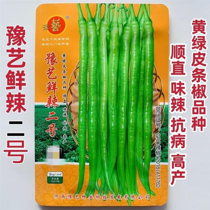 豫艺鲜辣二号辣椒种子线椒长条辣椒种籽香辣味浓大田高产蔬菜种孑