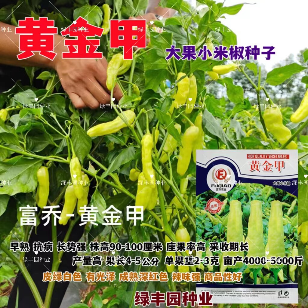 大果小米椒高产抗病香辣皮薄肉脆