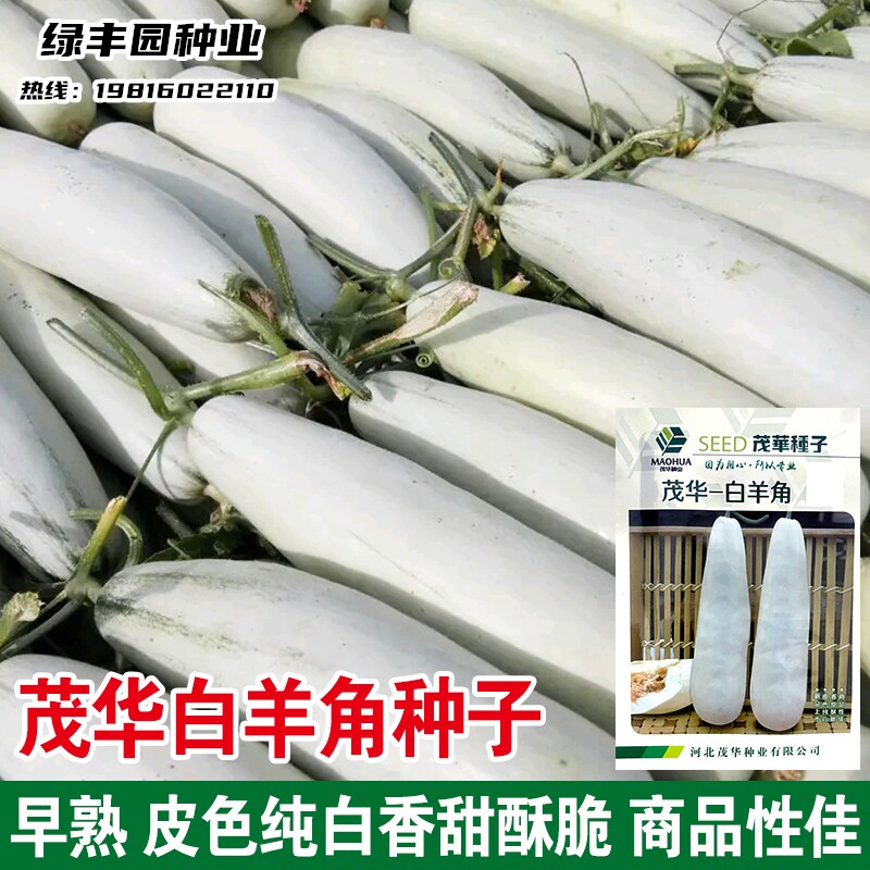 茂华正宗羊角蜜甜瓜种子四季