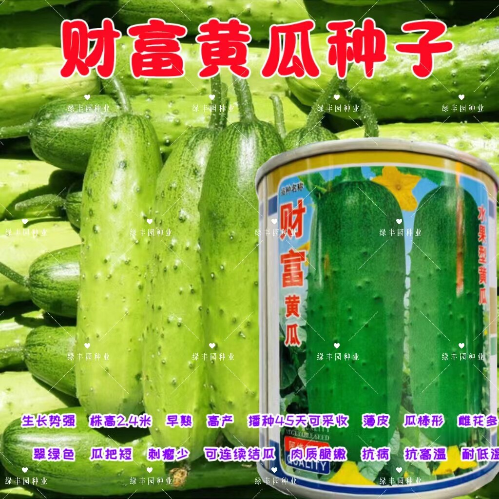 财富水果黄瓜种薄皮翠绿短棒高产