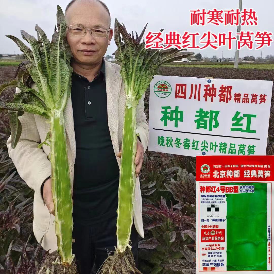 种都红4号BB型莴笋种子耐寒耐热红尖叶莴笋种籽农家春秋香莴苣籽