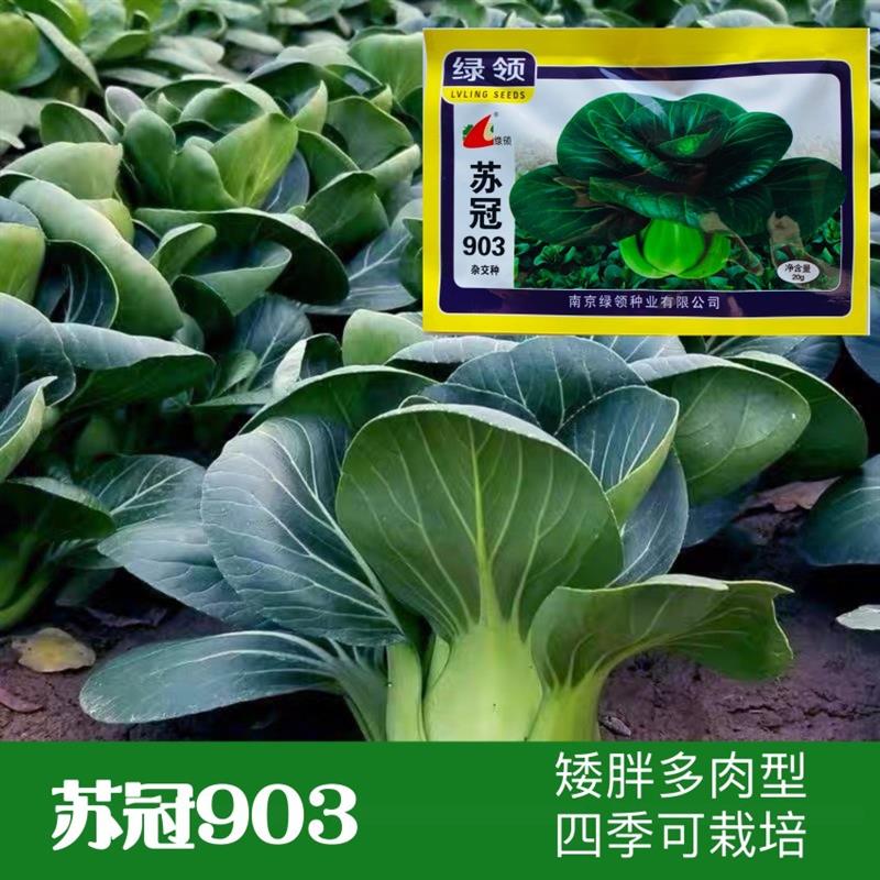 绿领苏冠903苏州青矮棵耐寒