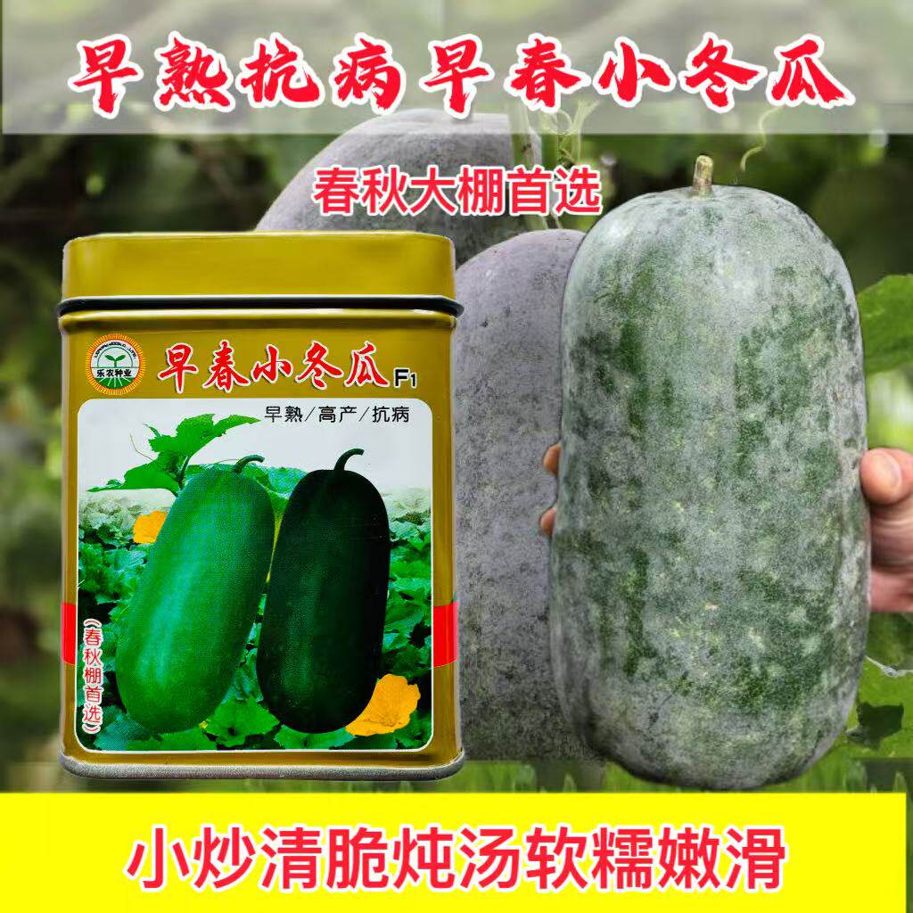 早春小冬瓜种子搭架青绿皮冬瓜种籽春秋礼品冬瓜春季高产蔬菜种子