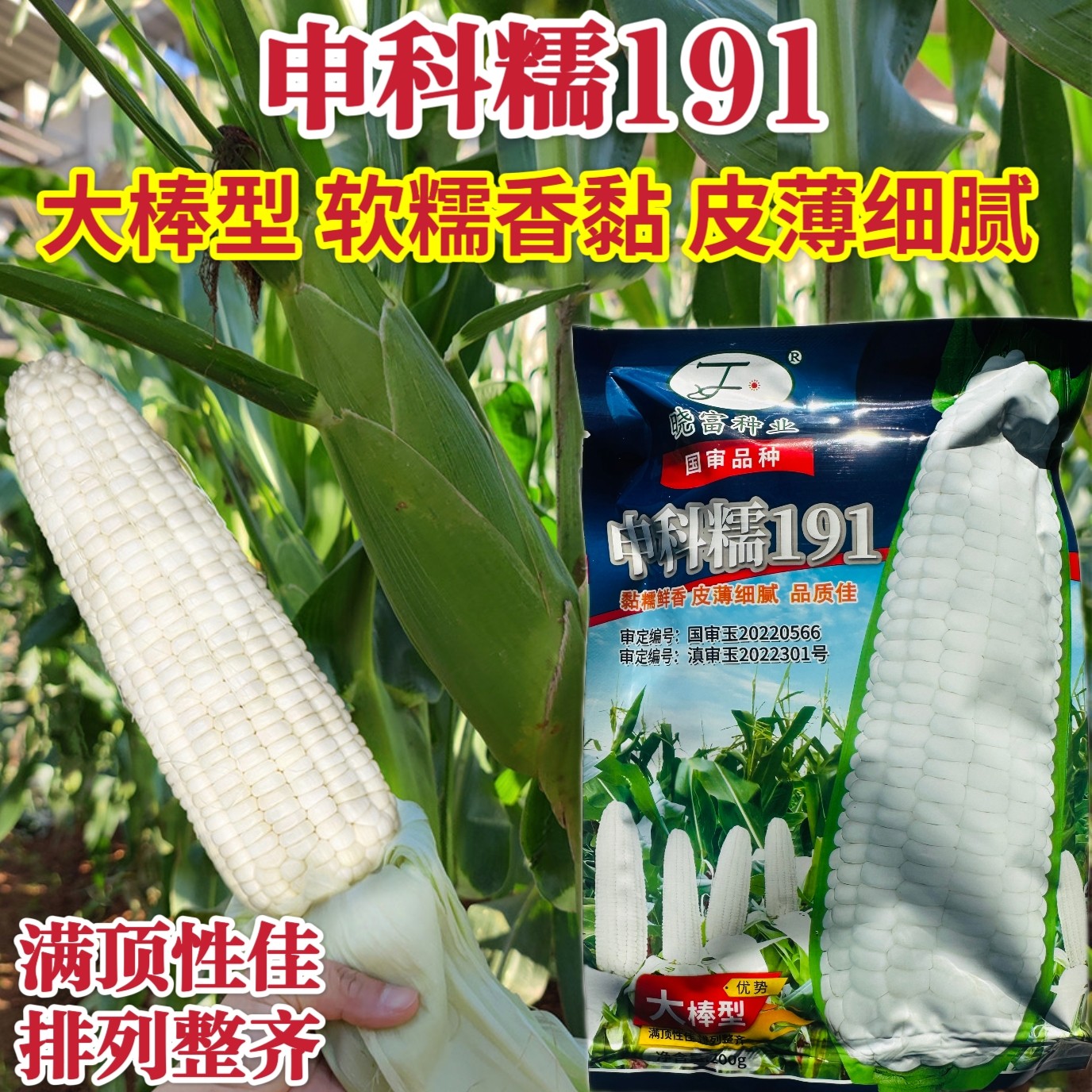 申科糯191 白糯玉米种子鲜香软糯大棒高产抗病商品性佳春秋播种