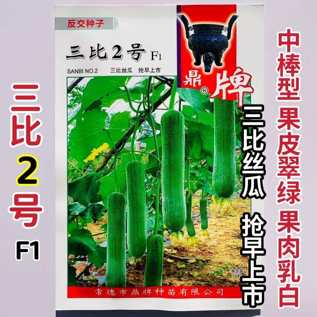 鼎牌三比2号F1丝瓜种子特早熟节节有瓜果皮青绿果肉乳白