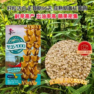 华芝2000白芝麻种子耐高温抗旱抗病易机收出油率高黄杆芝麻种籽孑