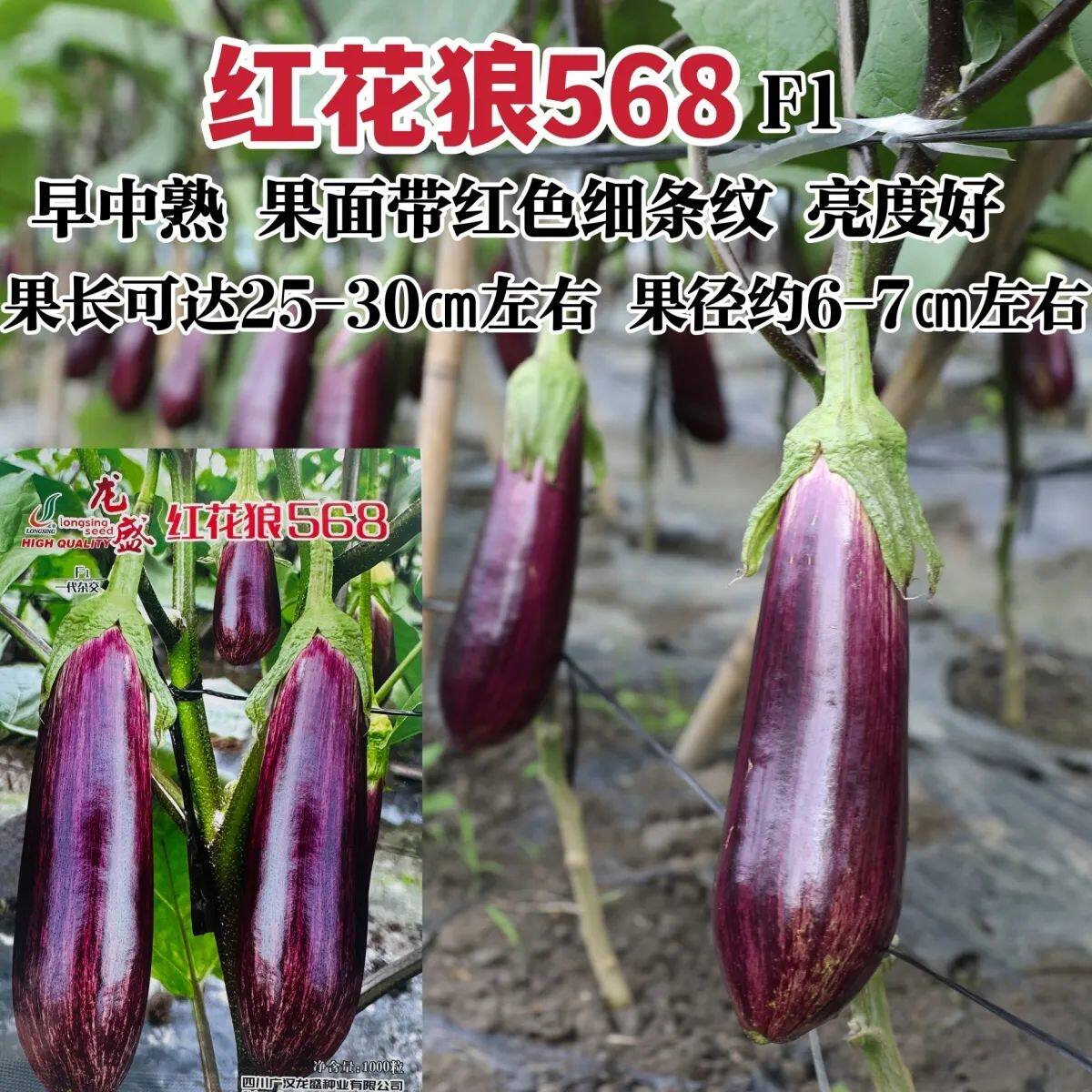 龙盛高端茄子种子红花狼5