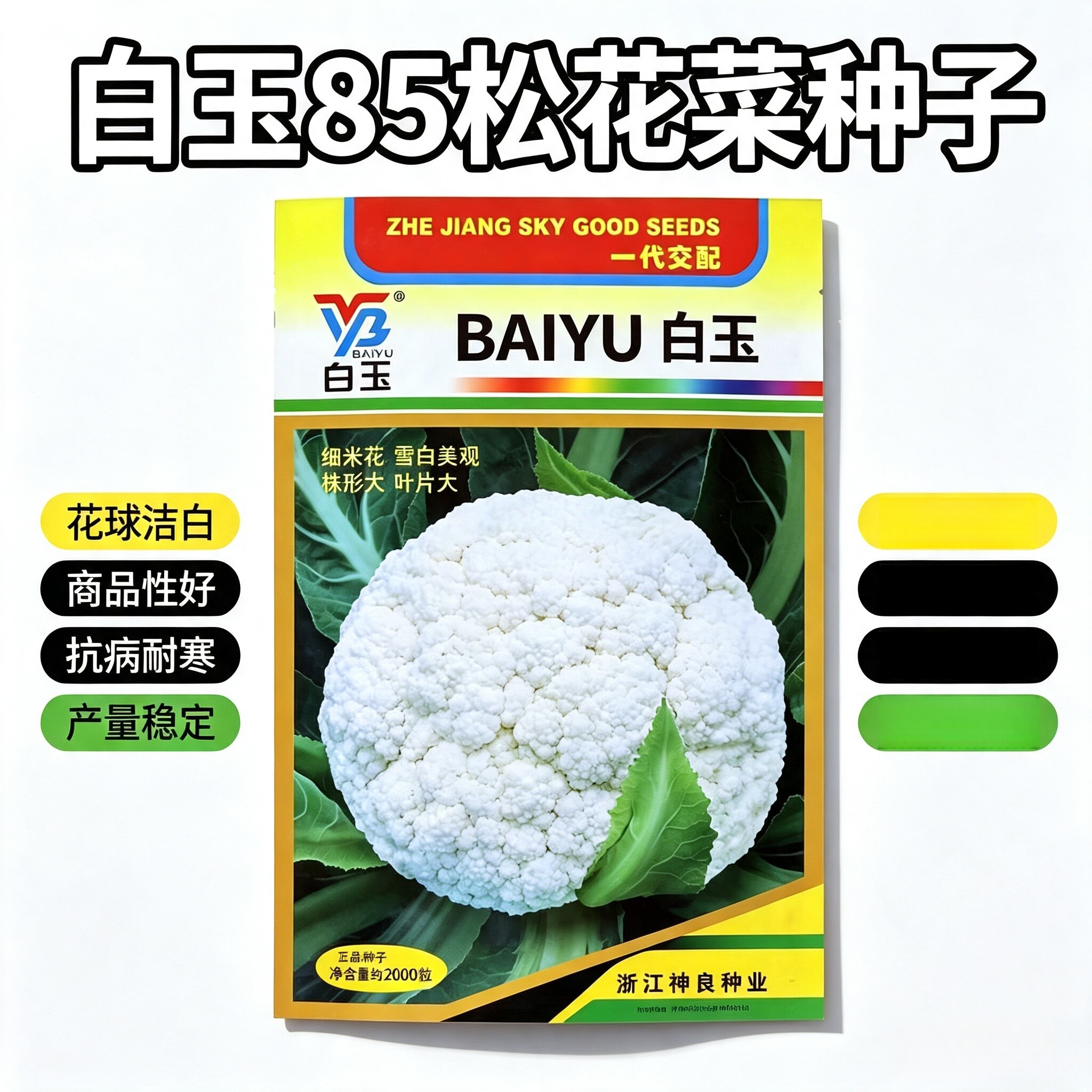 白玉85松花菜种子中熟矮脚株型大花球雪白细米花耐寒抗病春秋种植