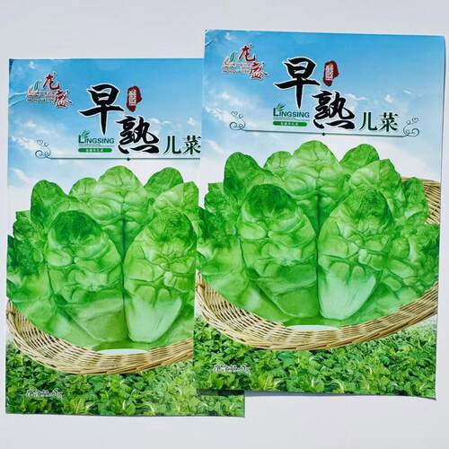 早熟儿菜种子高产好吃抱儿菜种子早熟儿菜种子特抱儿菜种籽多子