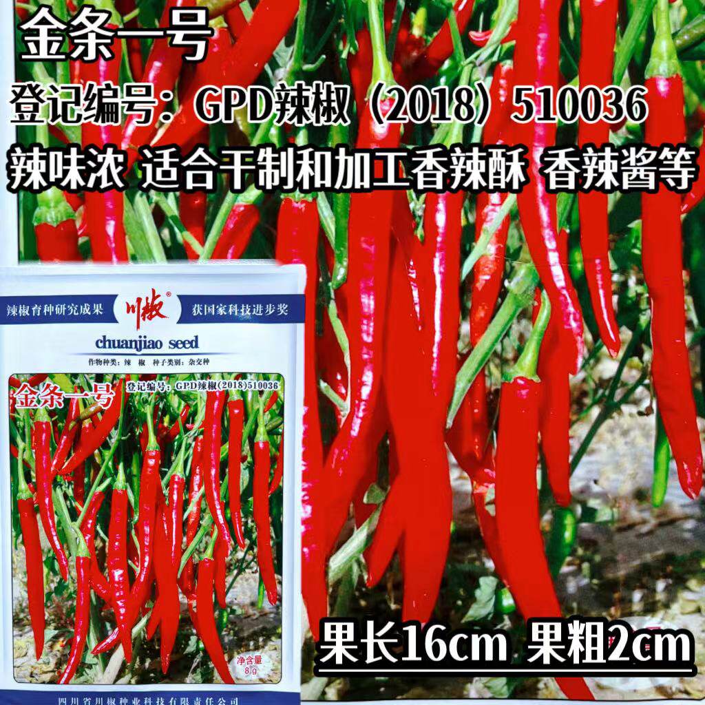 川椒金条一号辣椒种子条椒种籽味香辣可作干椒香辣酱蔬菜辣椒种孑