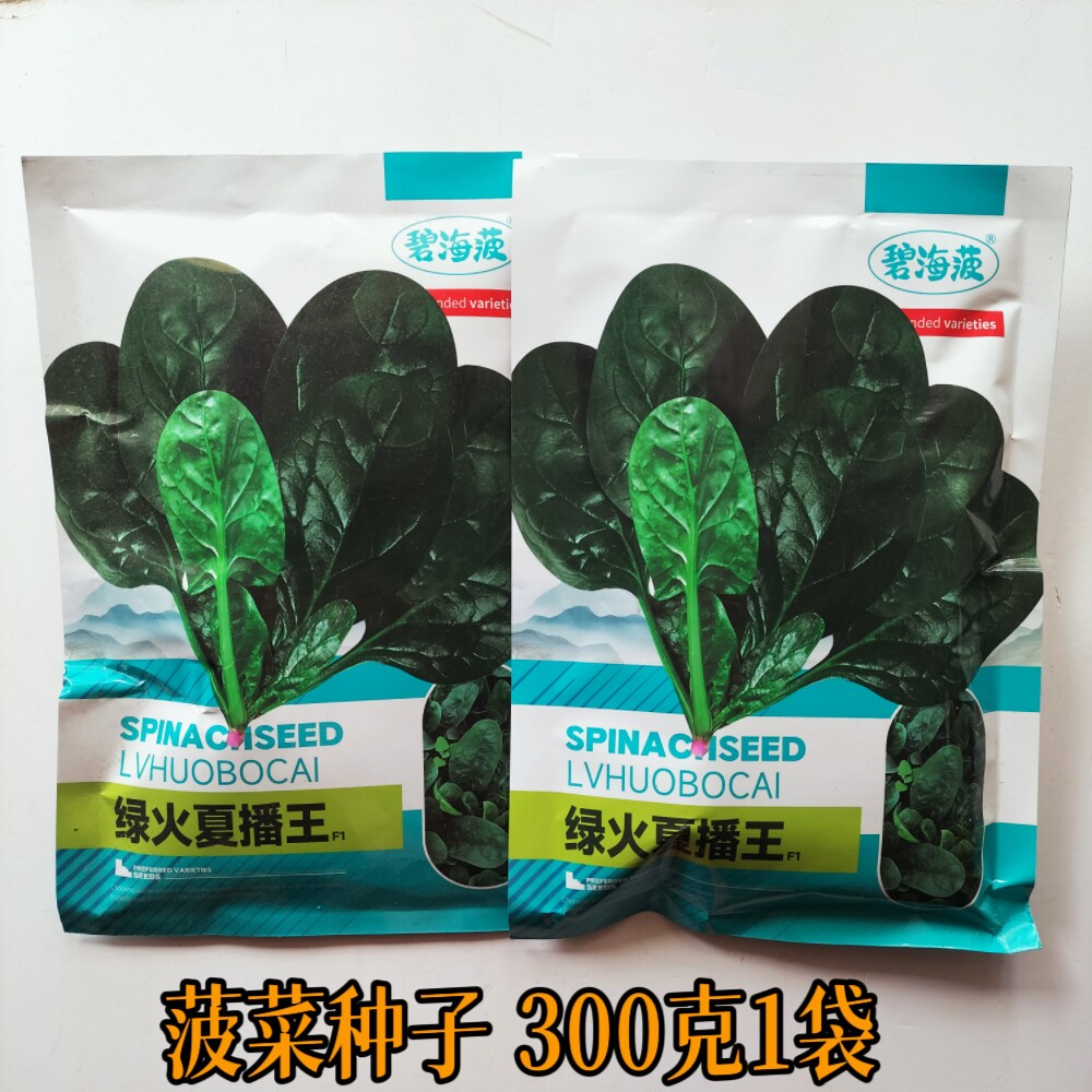 绿火夏播王菠菜种子农家