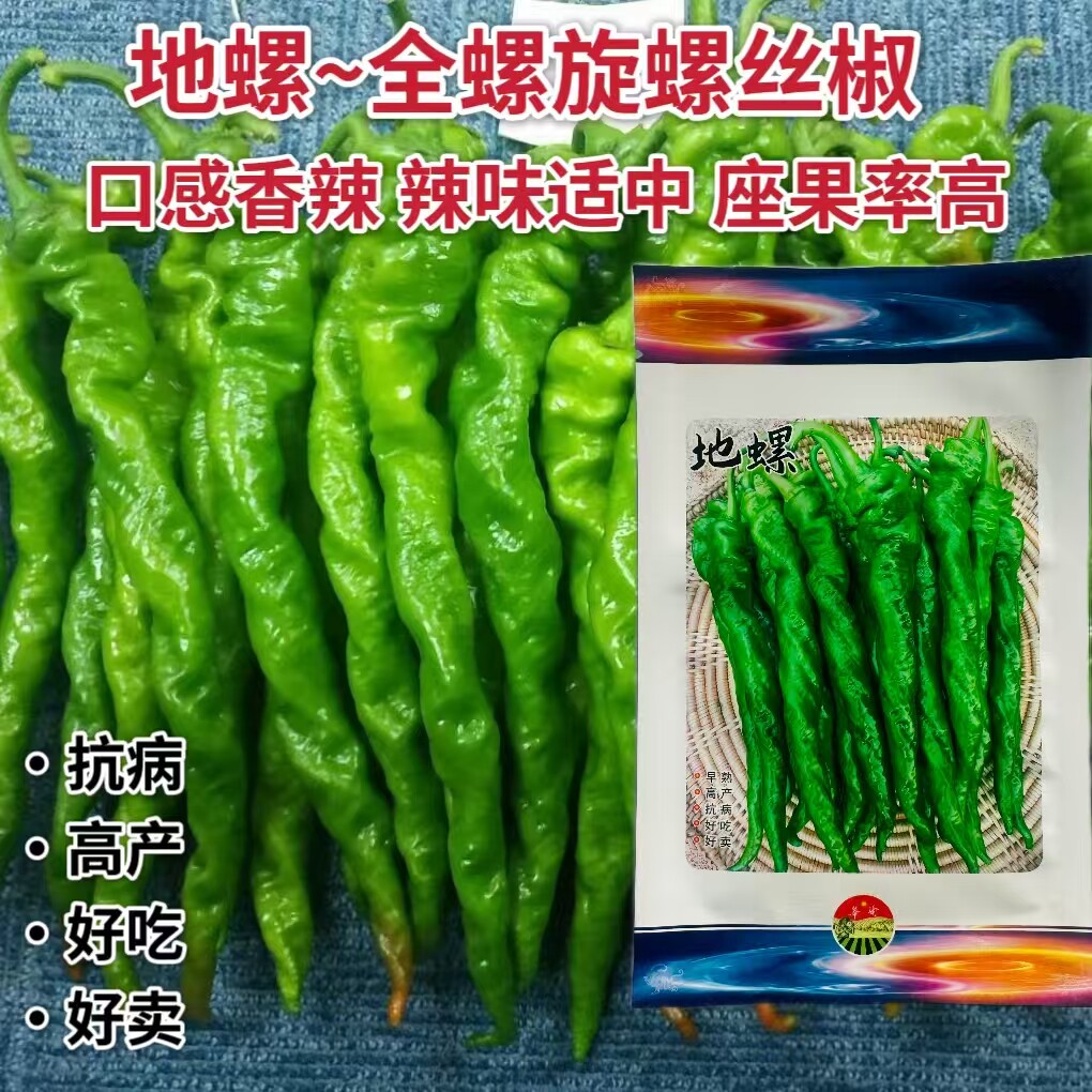 华渝地螺螺丝椒陇椒辣椒种子口感香辣薄皮大果有光泽基地专用种孑