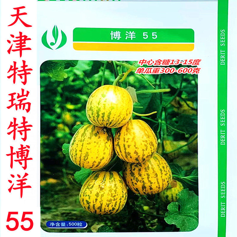 德瑞特博洋55甜瓜种籽孑早熟薄皮酥脆香瓜种子春秋四季高糖羊角蜜