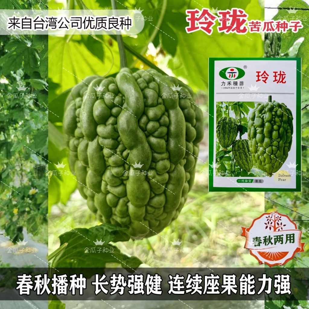玲珑珍珠大顶苦瓜种子厚