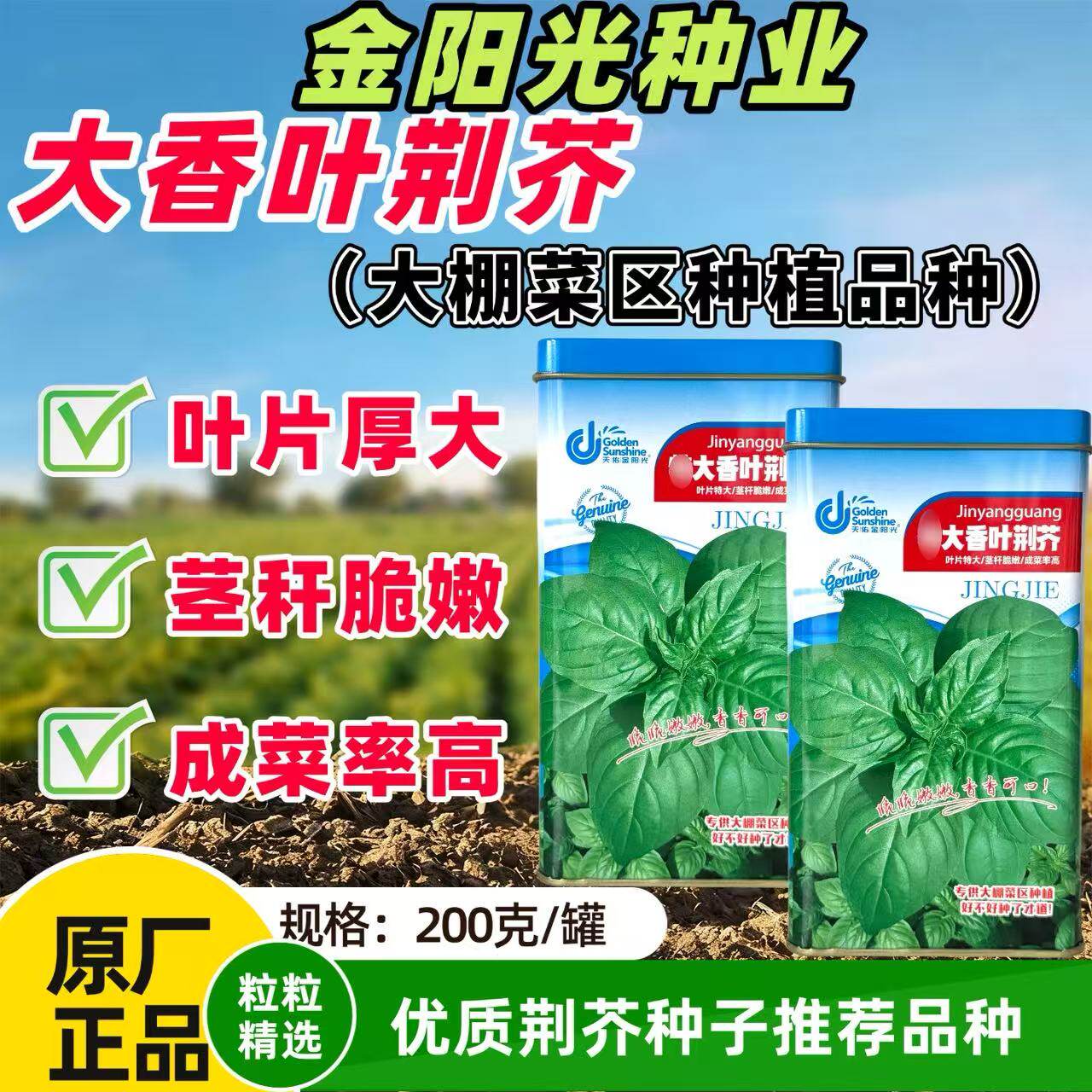 特大香叶荆芥种子茎杆脆嫩清甜叶片厚大成菜率高春秋播种200克装
