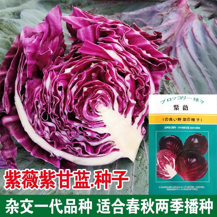 紫色包菜蔬菜种籽卷心菜大头菜莲花白种孑紫薇紫甘蓝种子四季春秋