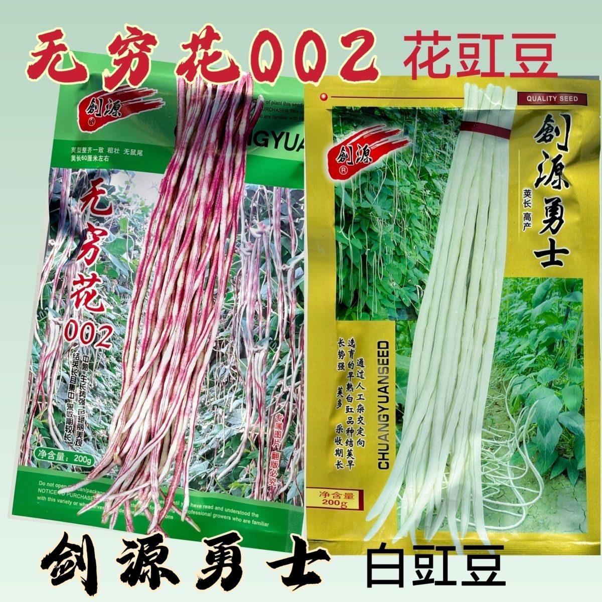 无穷花002花豇豆豹纹角种