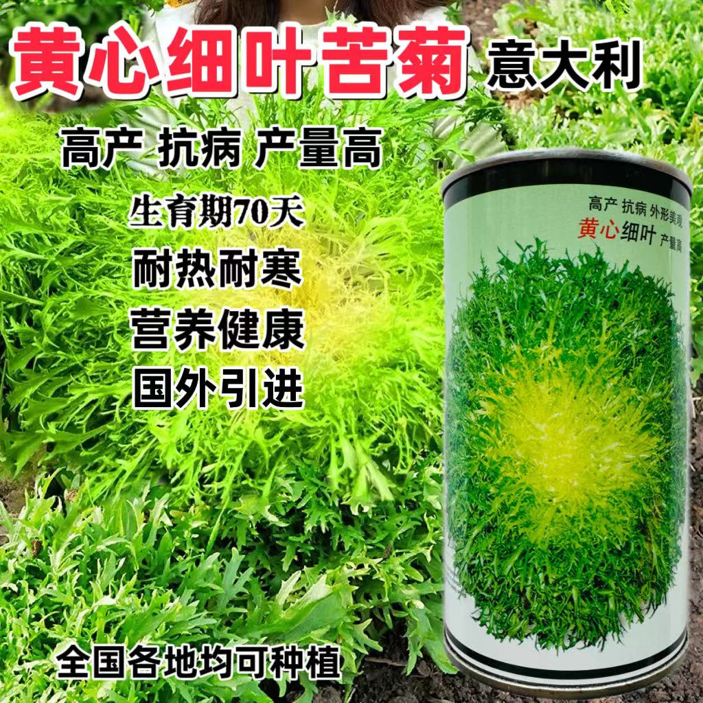 意大利碎叶苦苣种子四季