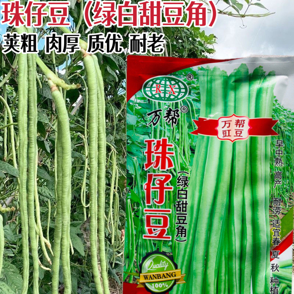 珠仔豆豆角种子大肉甜豆角荚粗厚肉猪仔珍珠种籽春夏秋耐热豇豆种