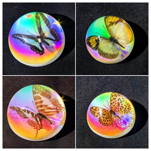 千年虫蝴蝶树脂半球工艺品桌摆件