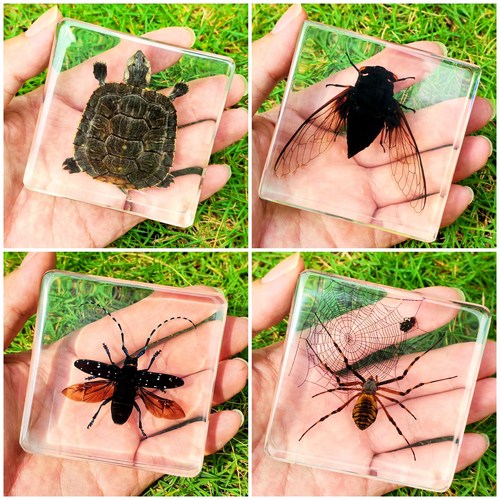 昆虫玩具幼儿园儿童礼品科普教材