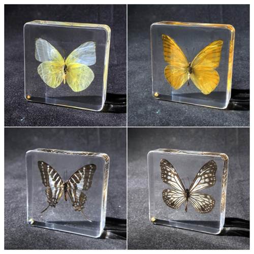幼儿园教学蝴蝶动物标本
