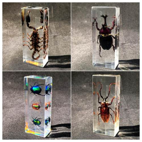 真虫金龟子蝎子甲虫标本礼盒