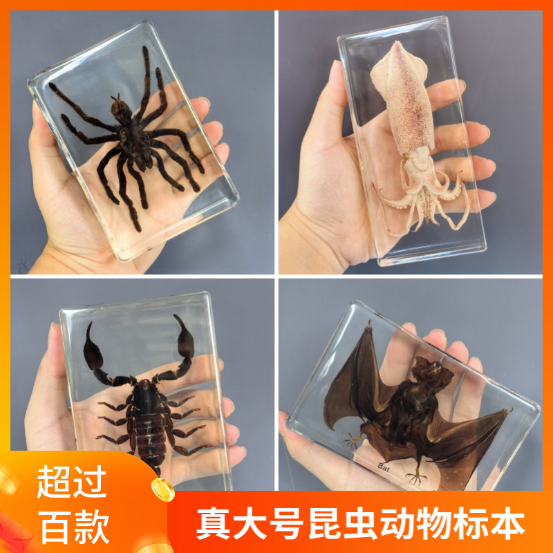 真实树脂昆虫标本动物解剖教学标本骨骼标本中小学生物课蝎子蜘蛛,家居饰品,标本类装饰画,淘宝优惠券,粉丝福利购,淘宝优惠卷