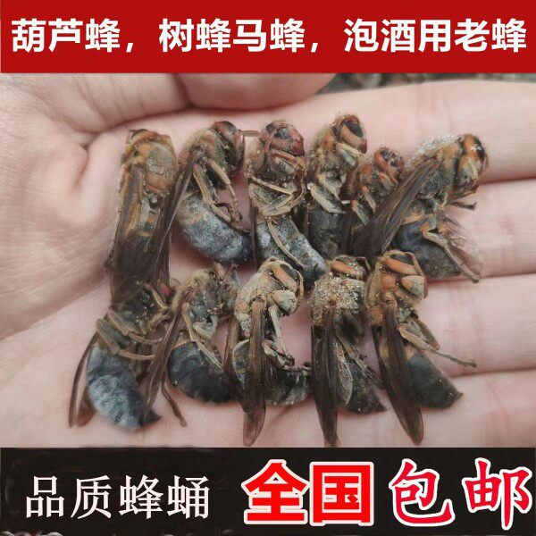 树峰七里峰鲜活泡酒新货泡酒蜂虎头蜂黑蜂活蜂好货新品马蜂泡酒