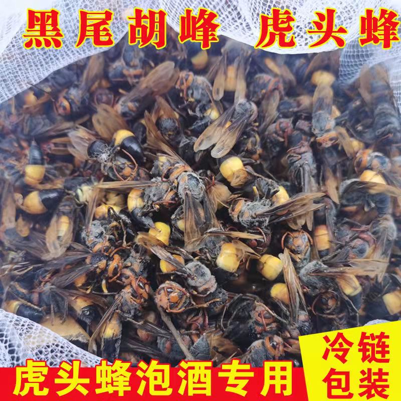 今年新鲜活蜂金环大虎头蜂马蜂胜黑尾马蜂金盾胡蜂黄蜂500g